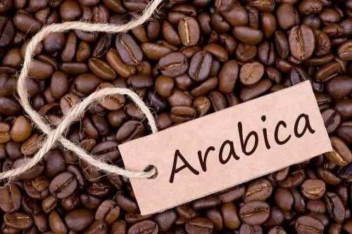 Gambar biji kopi arabika